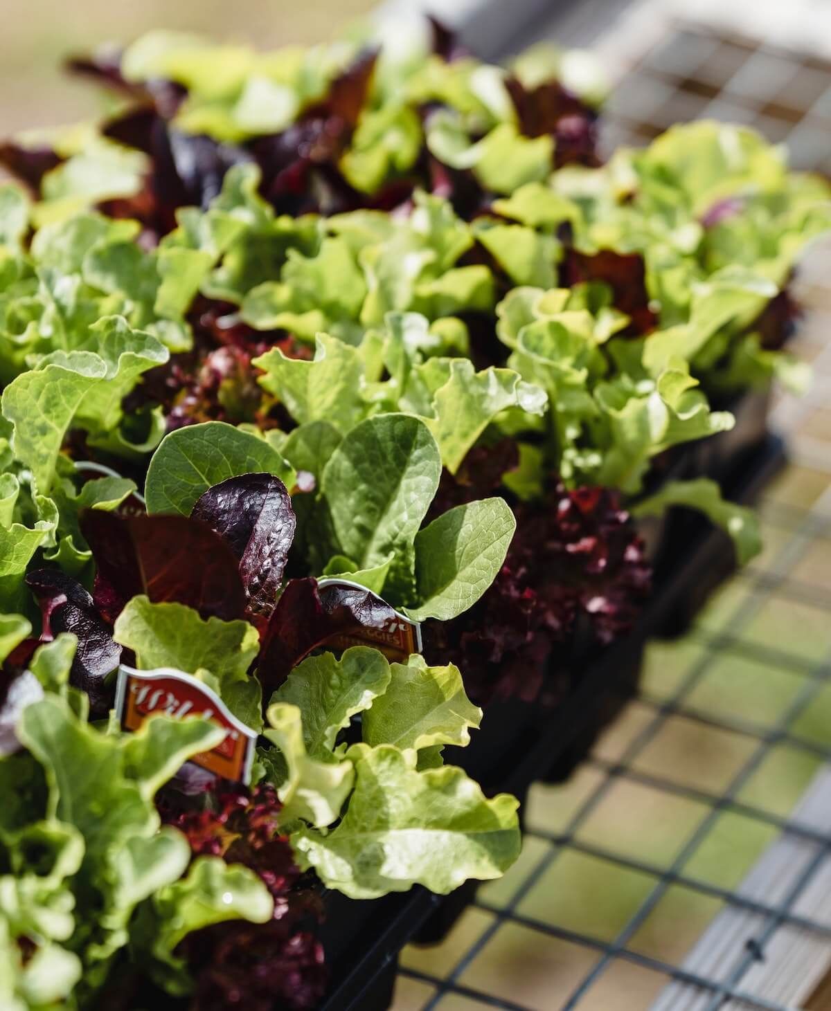 10 Vegetables You Can Grow Without Full Sun 10 Vegetables You Can Grow Without Full Sun