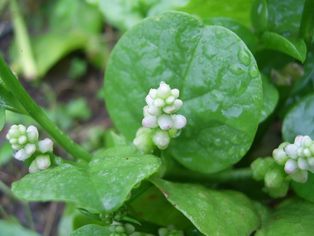 10 Vegetables You Probably Aren't Growing But Should Be 10 Vegetables You Probably Aren't Growing But Should Be