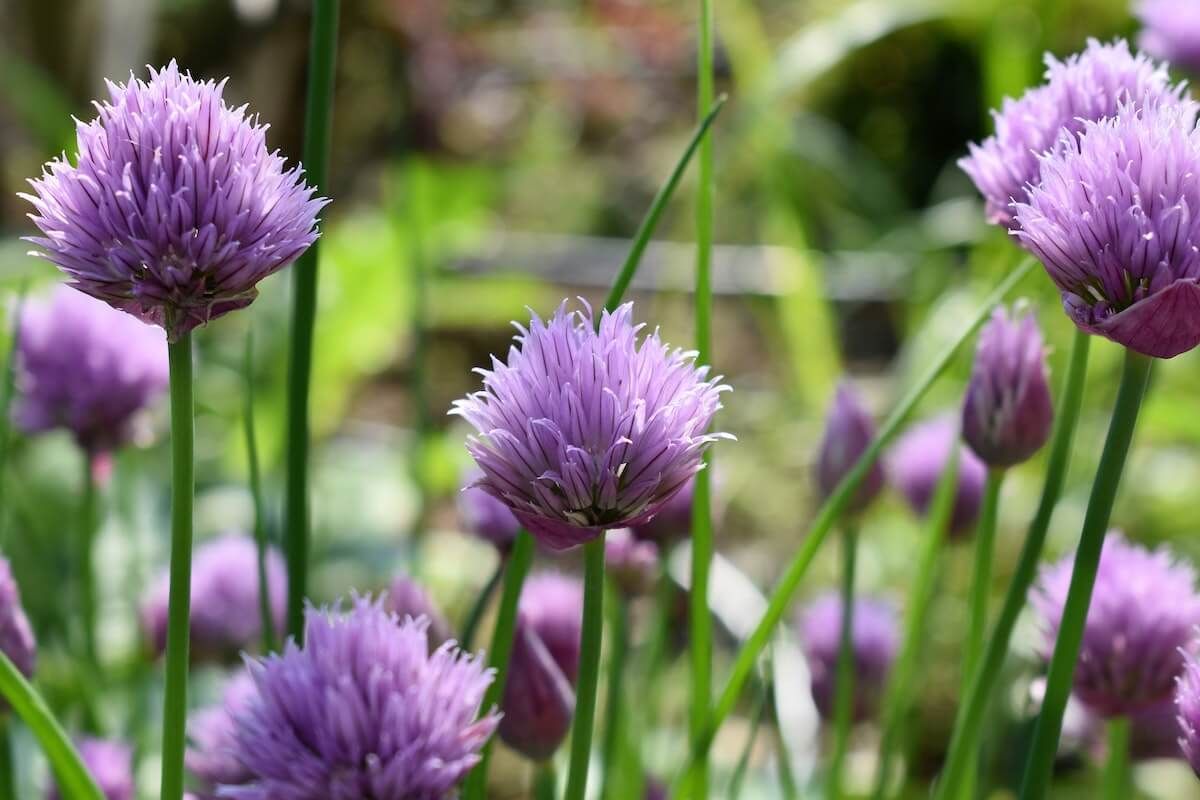 Top 7 Herbs To Grow At Home Top 7 Herbs To Grow At Home