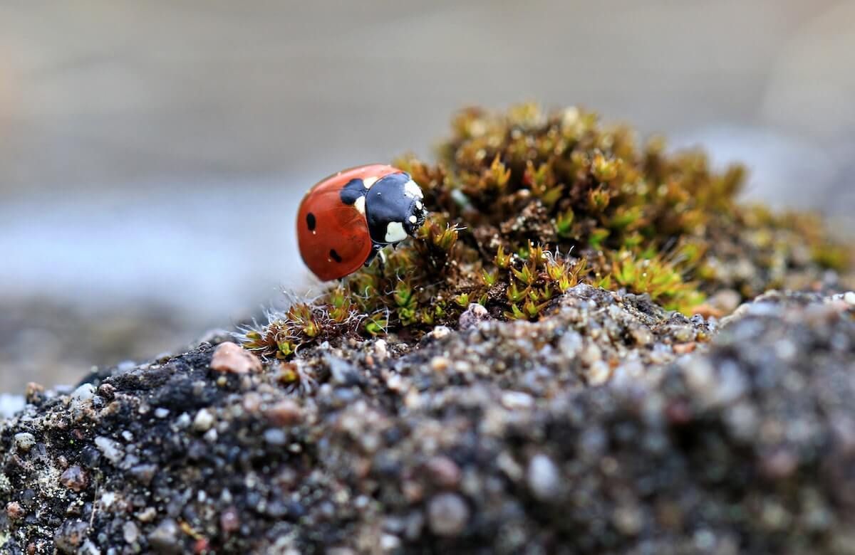 Top 9 Beneficial Insects for the Garden Top 9 Beneficial Insects for the Garden