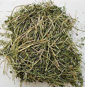 Alfalfa