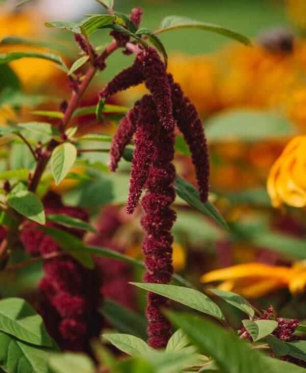 Amaranth