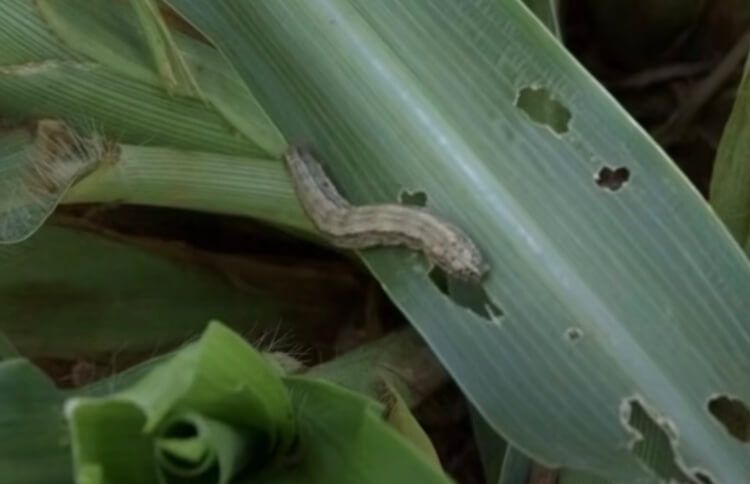 Armyworms