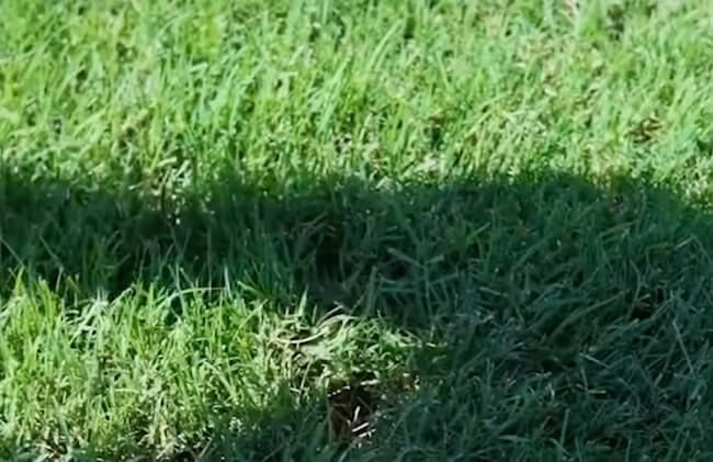 Bermuda Grass