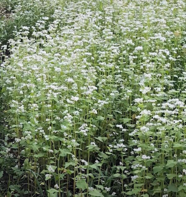 Buckwheat