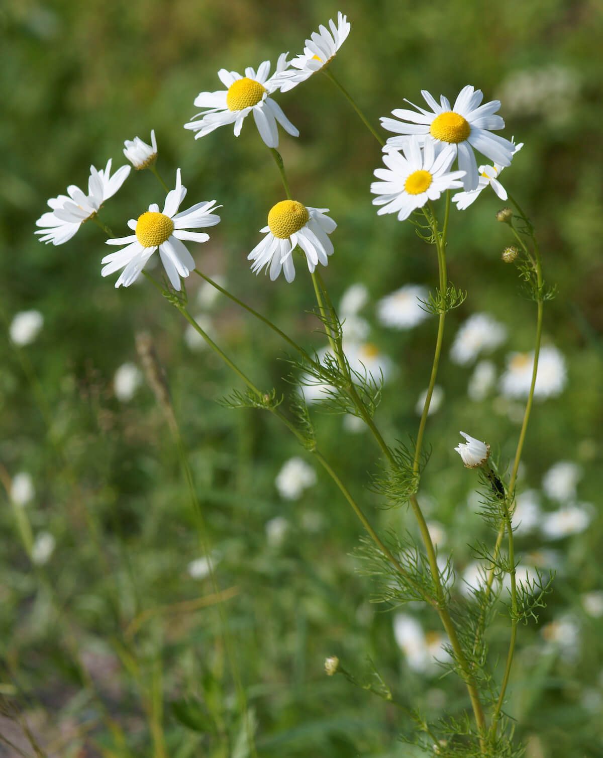 Chamomile