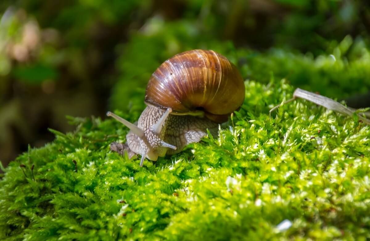 Tips: Control the Slugs Tips: Control the Slugs
