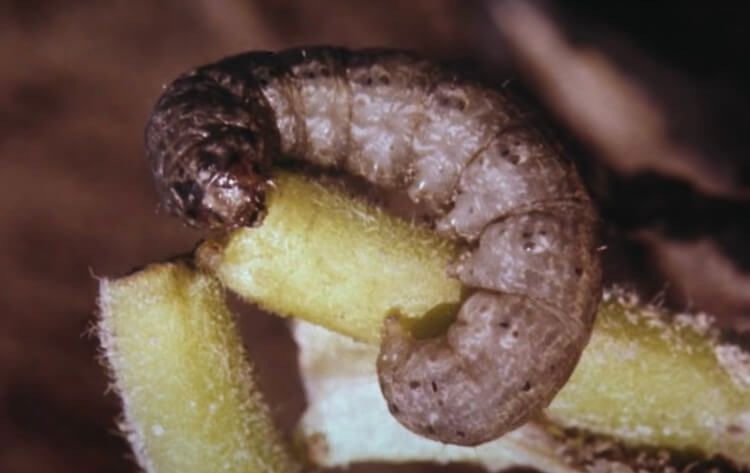 Cutworms
