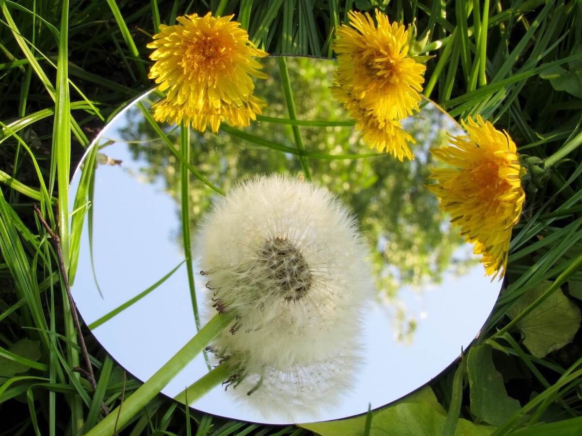 Dandelions
