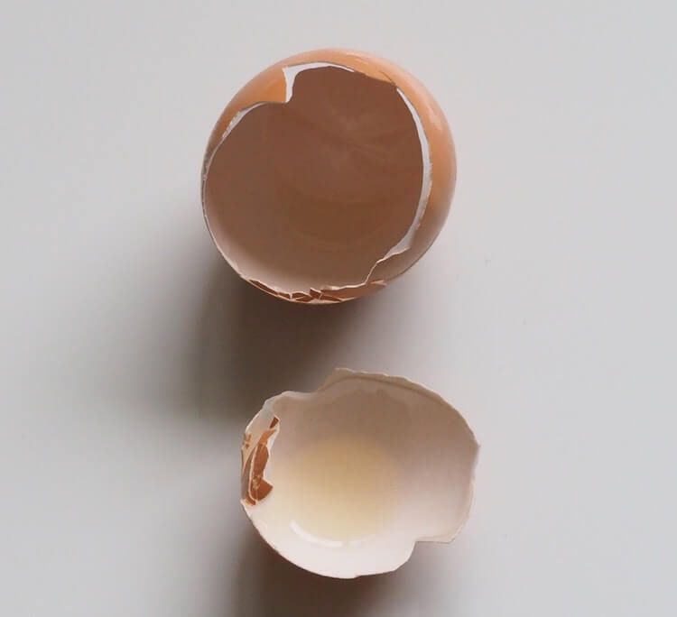 Egg Shells