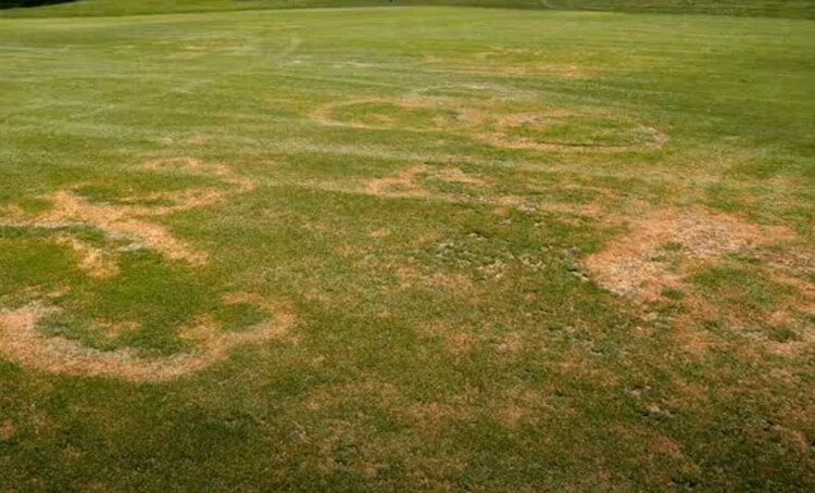 Fairy Ring Lawn Disease