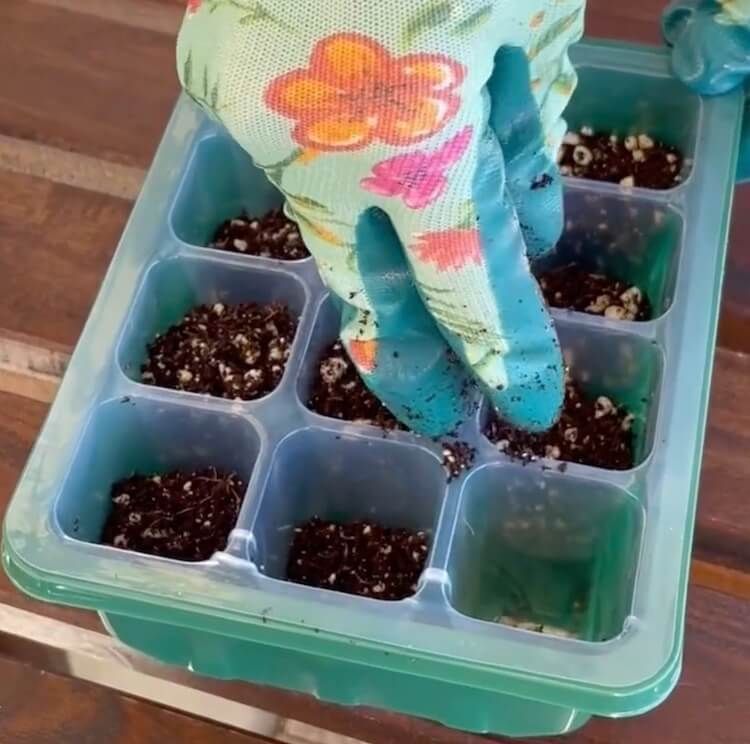 Fill your container of choice with the potting mix