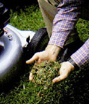 Grass Clippings