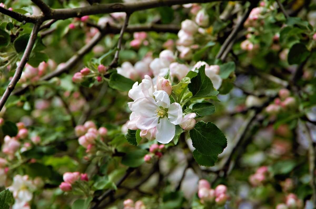 How To Prune An Apple Tree How To Prune An Apple Tree