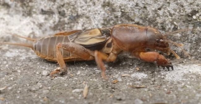 Mole Crickets