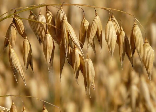 Oats