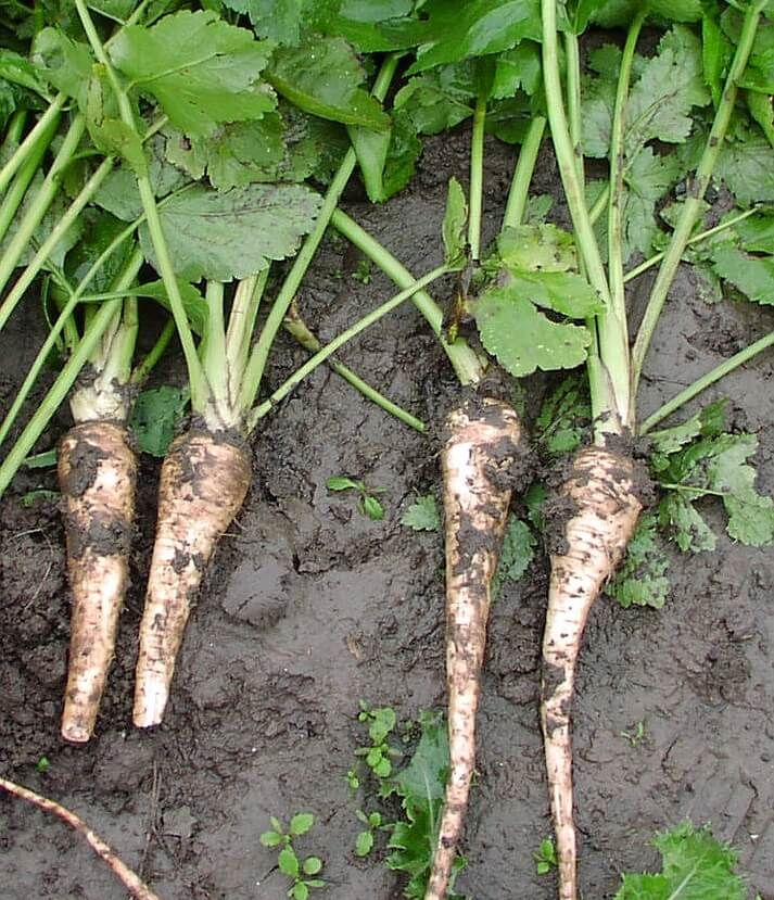 Parsnips