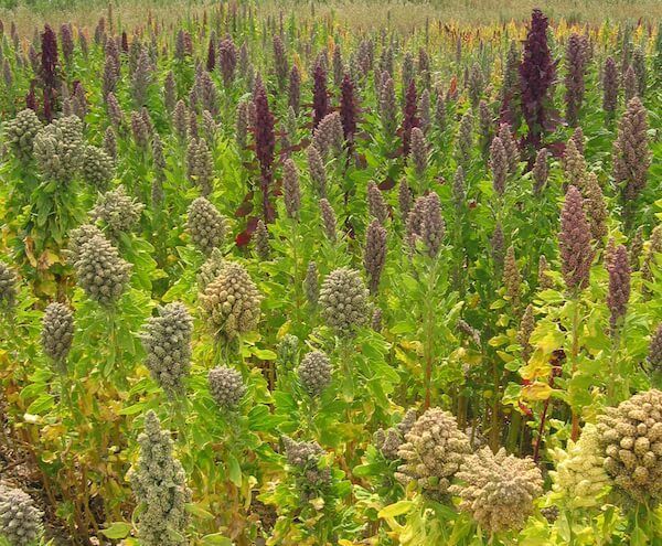 Quinoa