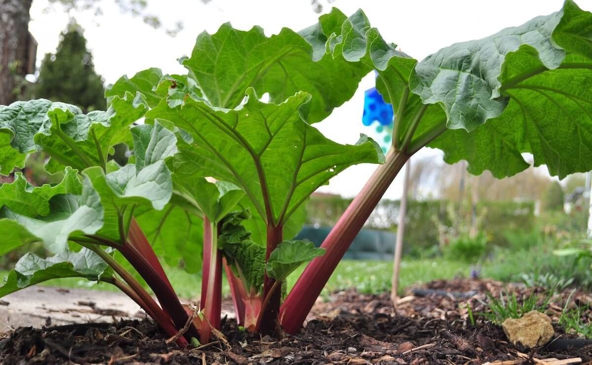 The Growing Guide, and Harvesting Rhubarb The Growing Guide, and Harvesting Rhubarb