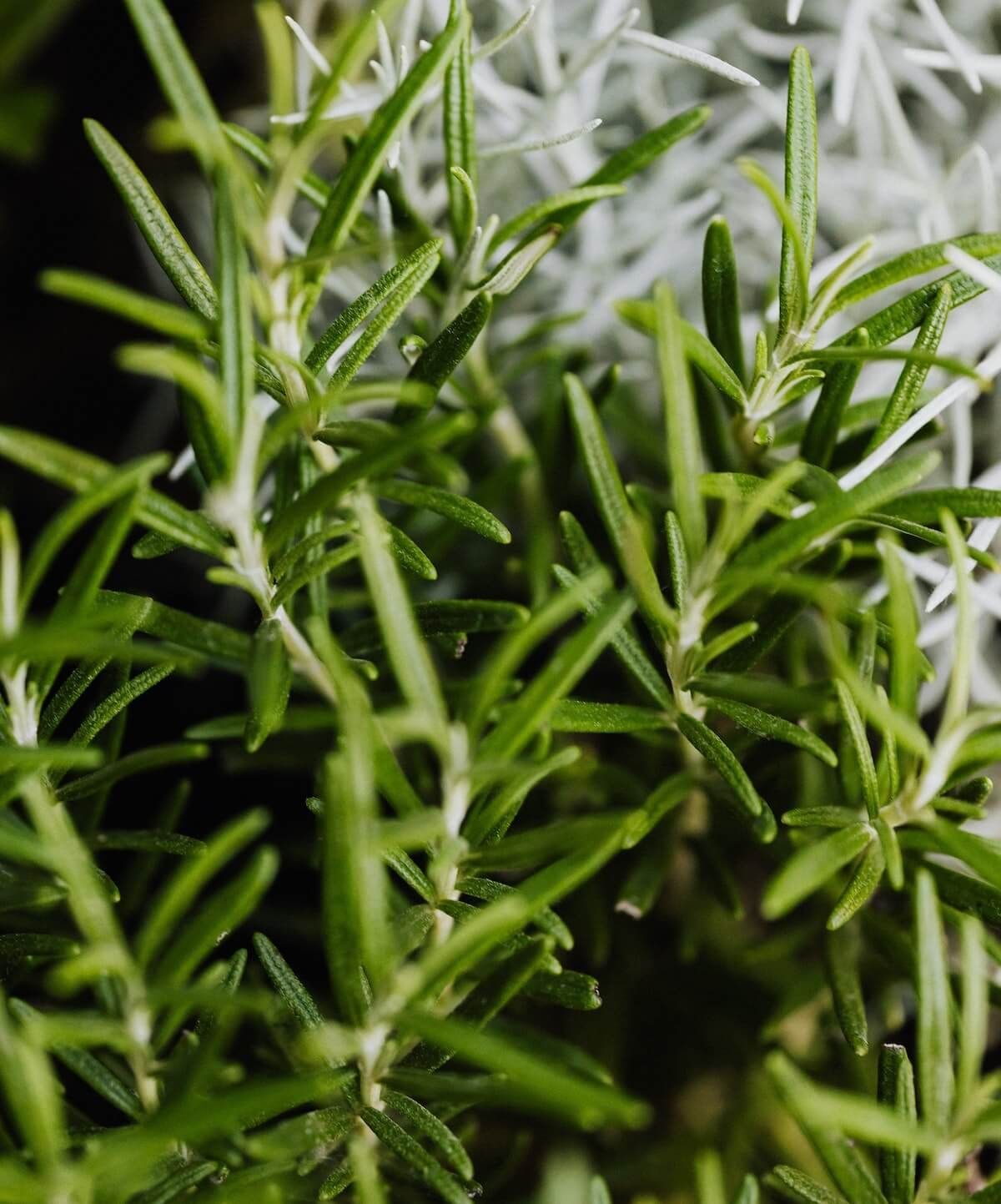 Rosemary