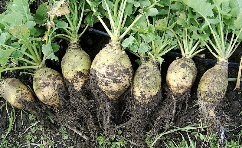 Rutabaga
