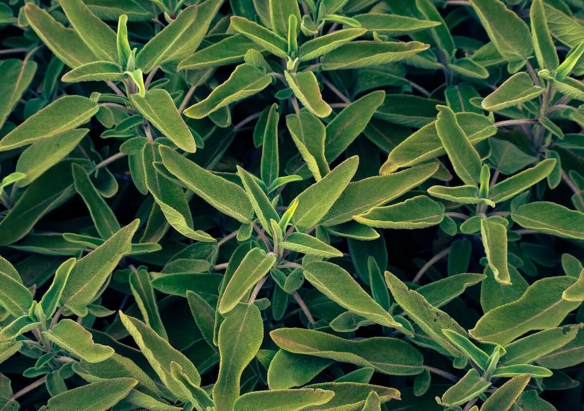 Sage plant