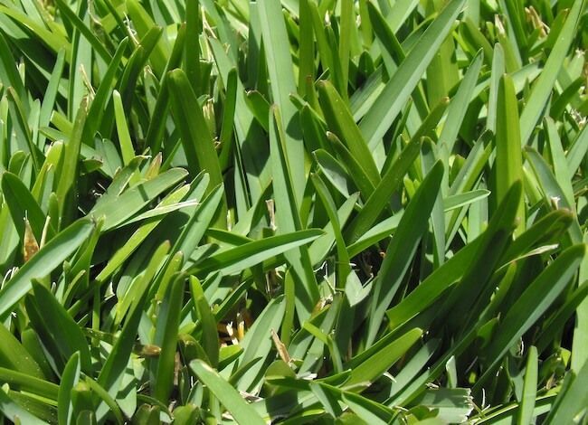 St. Augustine grass