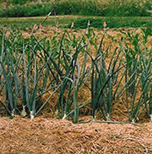 Summer Mulch Garden1