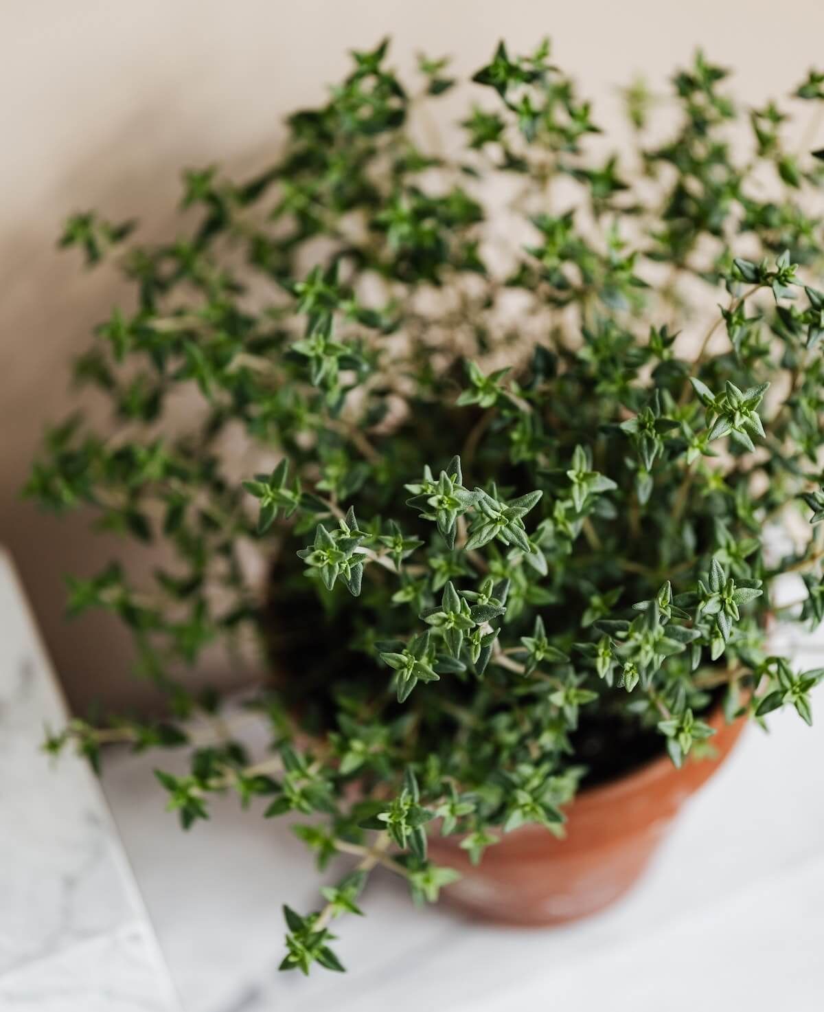 Thyme