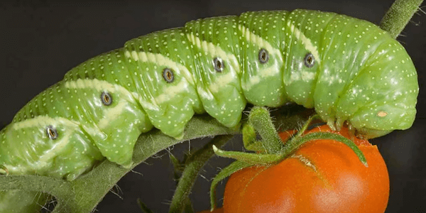 Tomato Hornworms