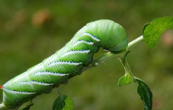 Tomato hornworms