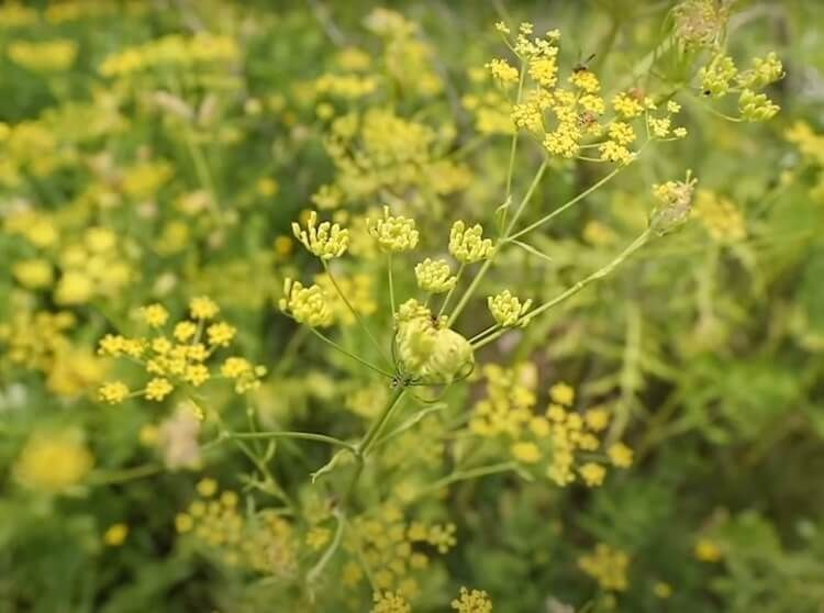 Wild parsnip