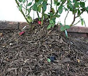 Winter Mulch For Roses