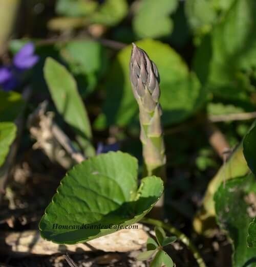 asparagus asparagus