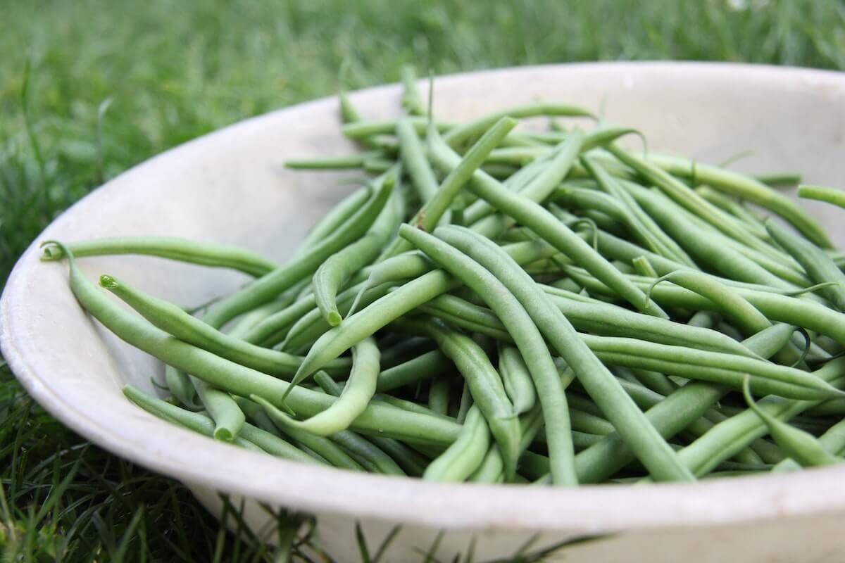 Beans: A Growing Guide Beans: A Growing Guide