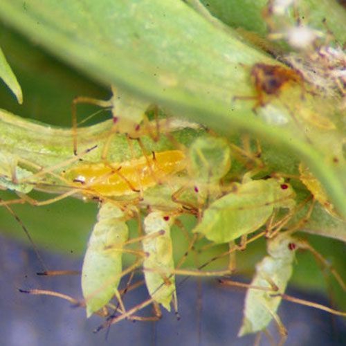 bug-Aphid-midge