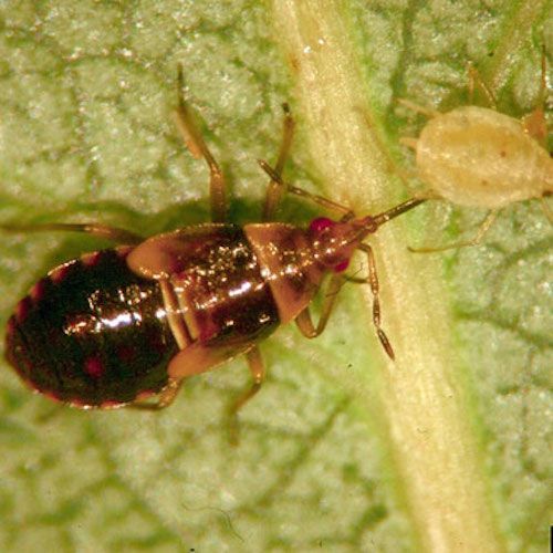 bug-Minute-pirate-bugs