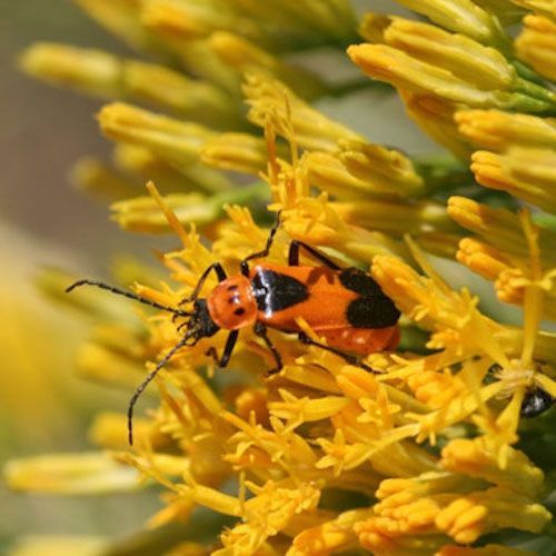 bug-Soldier-beetles