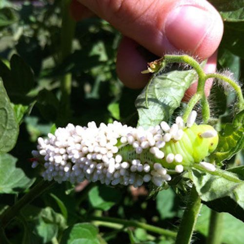 bug-braconid-wasp-eggs