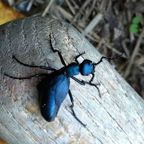 bug-ground-beetle