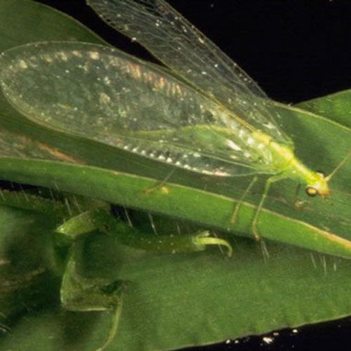 bug-lacewing