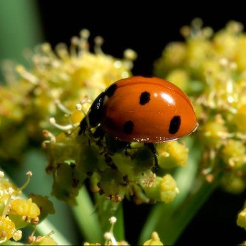 bug-lady-beetle