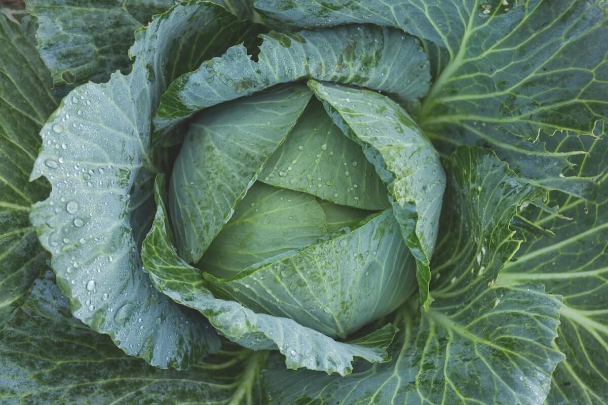 Cabbage Growing Guide Cabbage Growing Guide