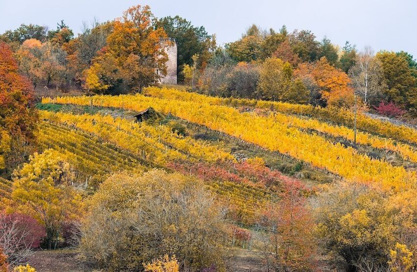 Choosing Trees for Autumn Landscapes Choosing Trees for Autumn Landscapes