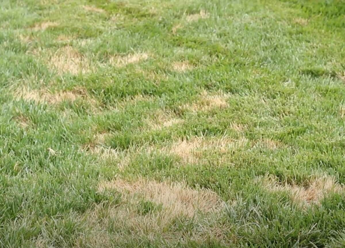Common Lawn Diseases Common Lawn Diseases