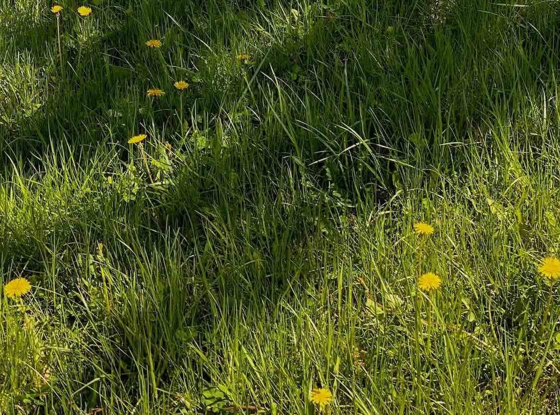 Common Lawn Problems and Solutions Common Lawn Problems and Solutions