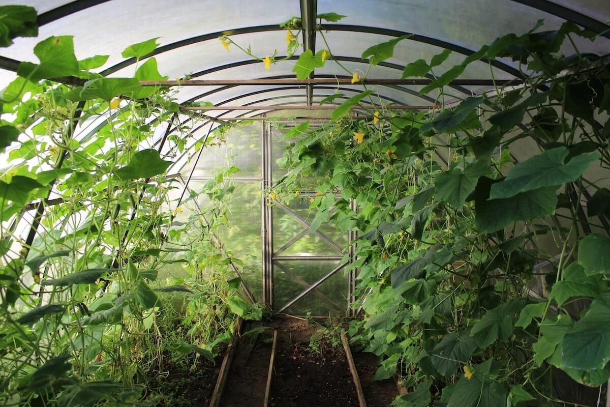 Cover Crop Benefits Cover Crop Benefits