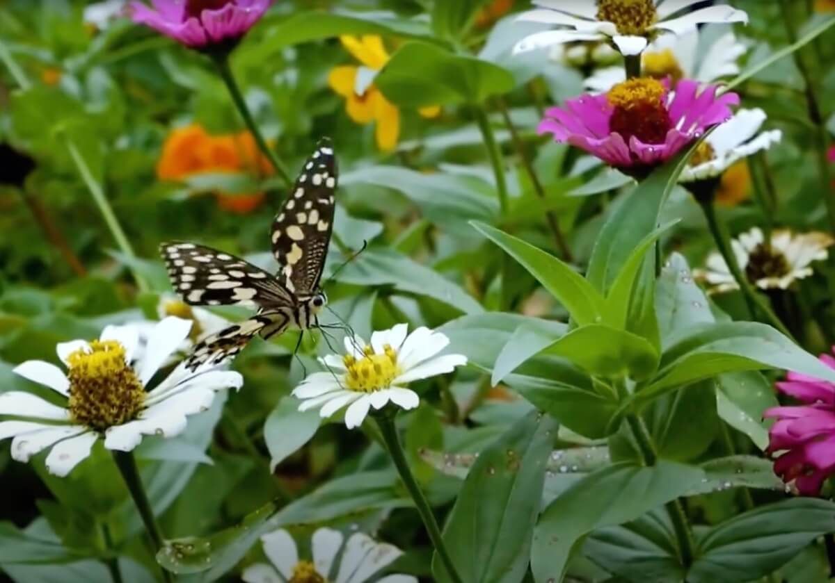 Create Beautiful Butterfly Gardens Create Beautiful Butterfly Gardens