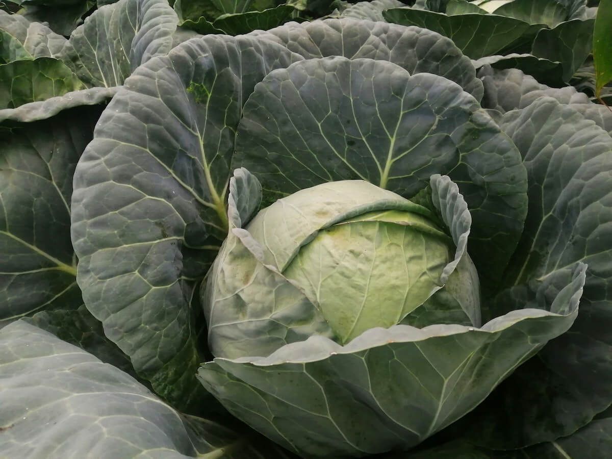 Crops You Can Grow in Cold Weather Crops You Can Grow in Cold Weather