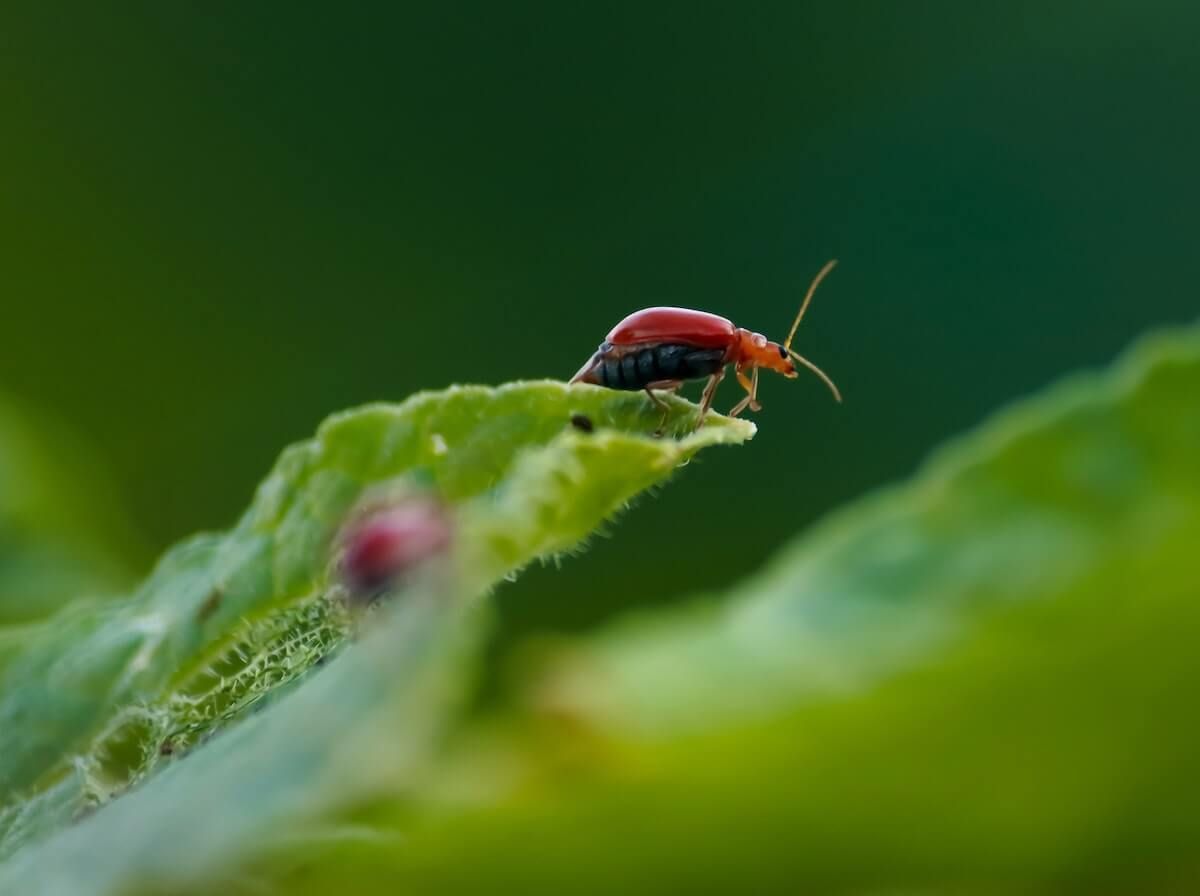 Deter Garden Bugs Naturally Deter Garden Bugs Naturally